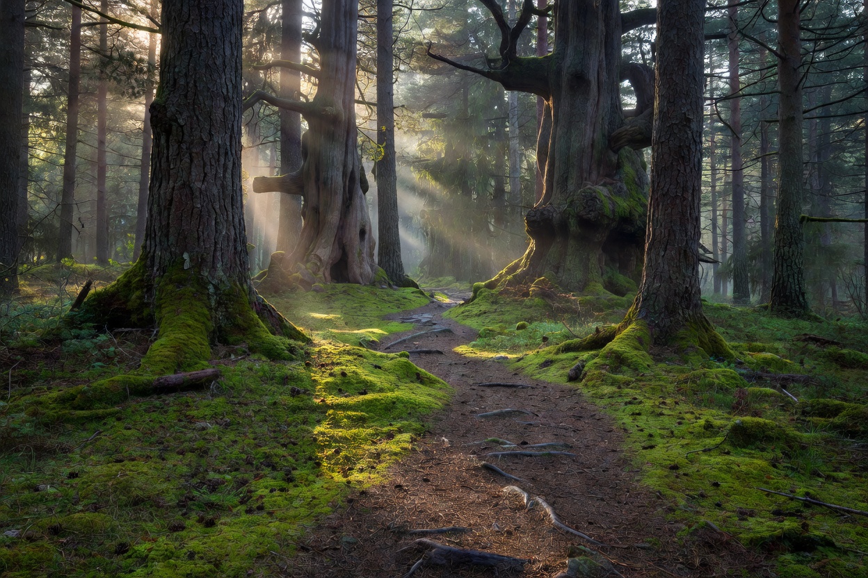 Ancient primeval pine forest and clear footway in Tyresta National Park